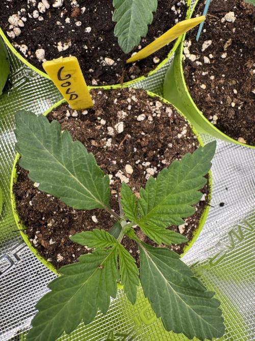 Golden sands 🏜️. Week 1