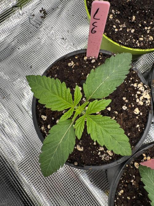 Da Valiotoro 🍦. Week 1