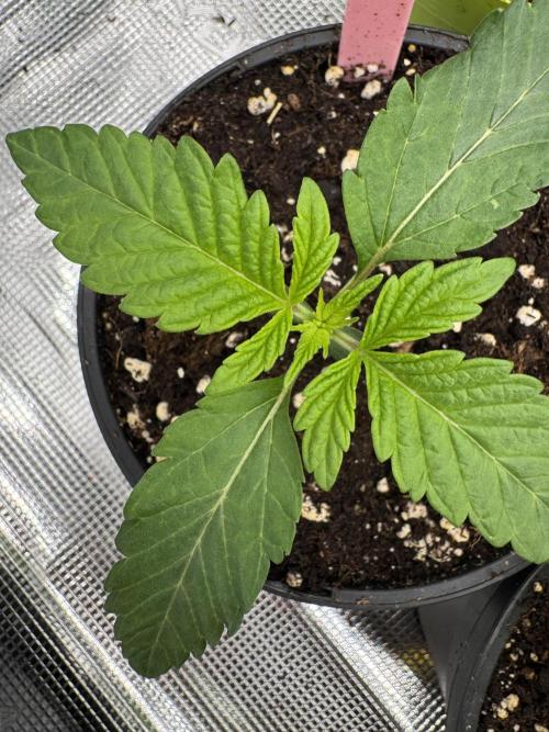 Da Valiotoro 🍦. Week 1