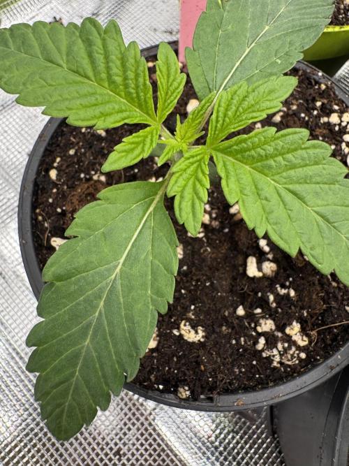 Da Valiotoro 🍦. Week 1