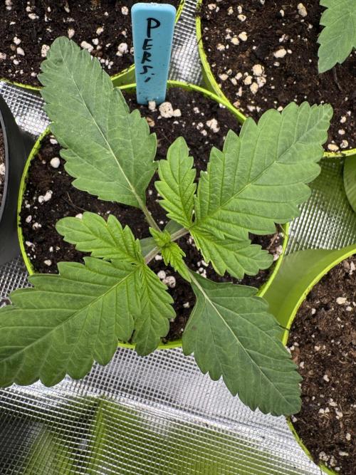 Lemon Tree x Banana Krumble. Week 1