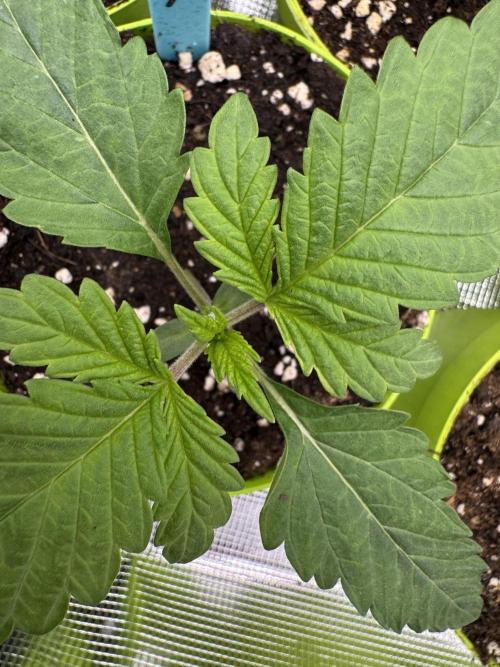 Lemon Tree x Banana Krumble. Week 1