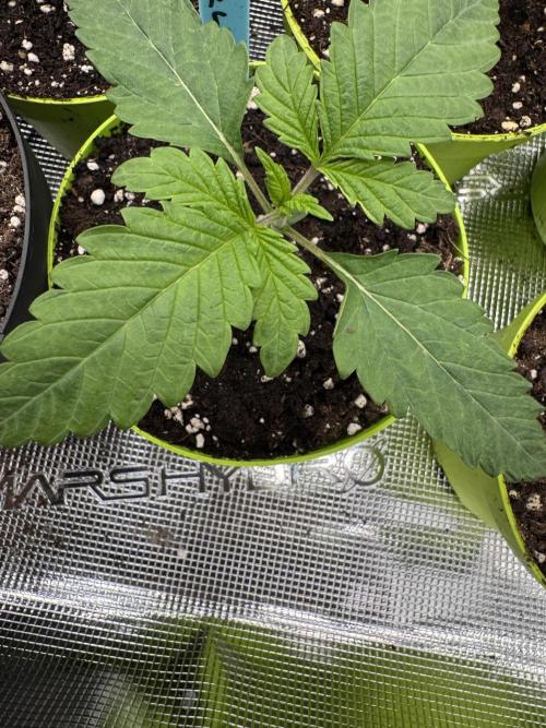 Lemon Tree x Banana Krumble. Week 1