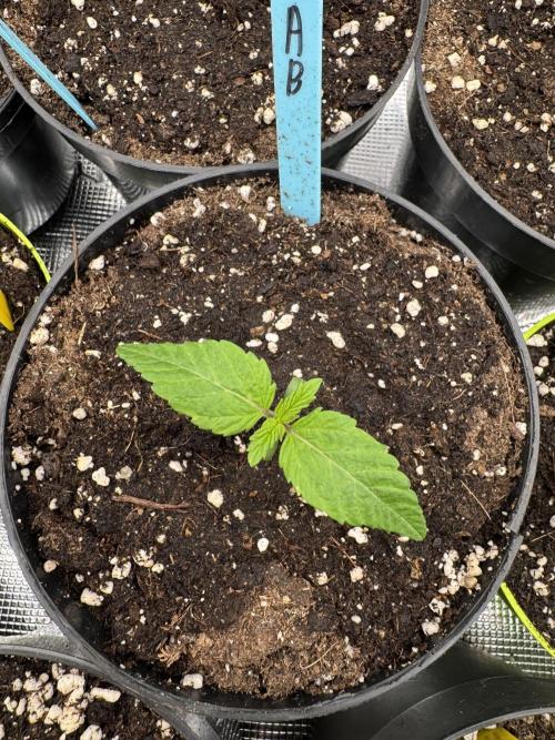 Tropical duo 🏝️. Week 1