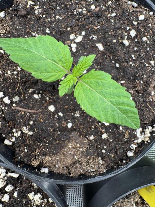 Tropical duo 🏝️. Week 1