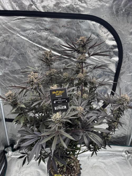 Fav dessert 🍎. Week 16