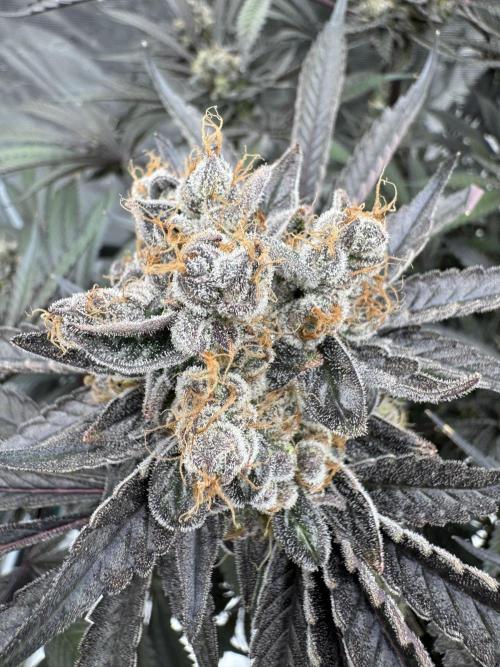 Fav dessert 🍎. Week 16