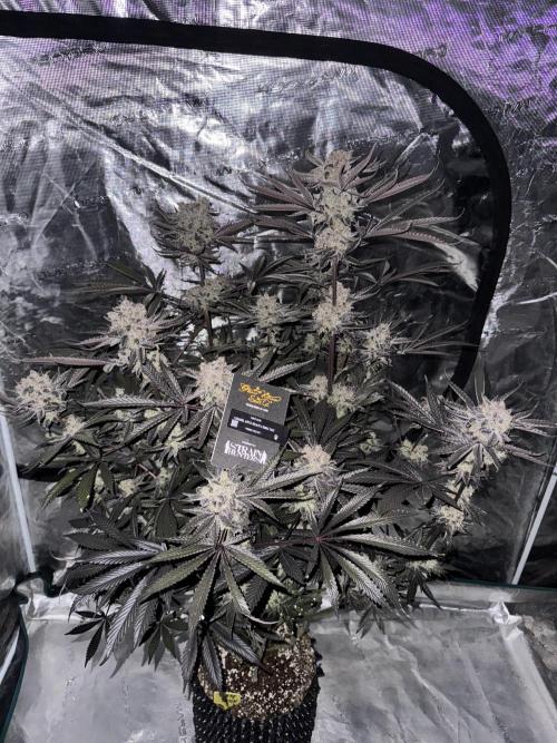 Fav dessert 🍎. Week 16