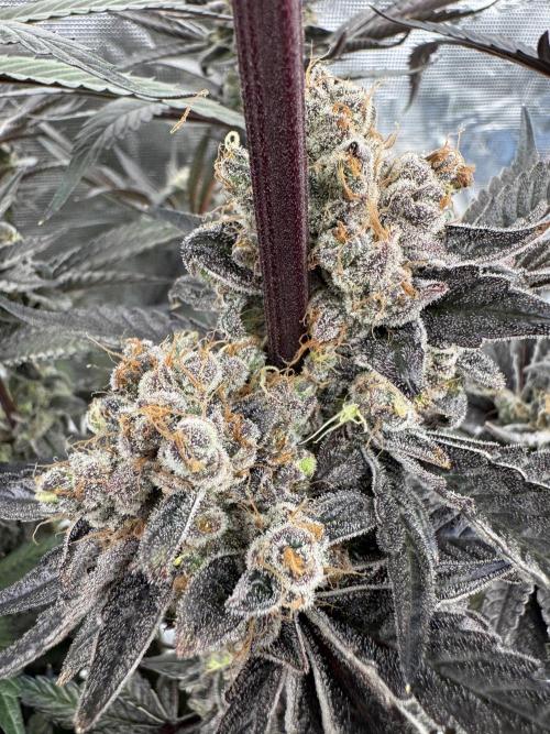 Fav dessert 🍎. Week 16