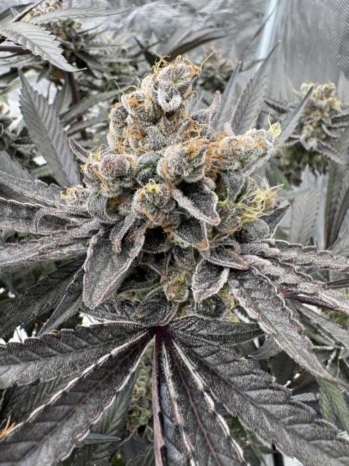 Fav dessert 🍎. Week 16