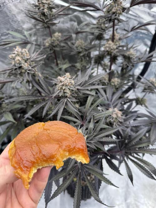 Fav dessert 🍎. Week 16