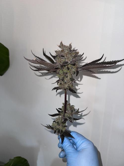 Fav dessert 🍎. Week 16