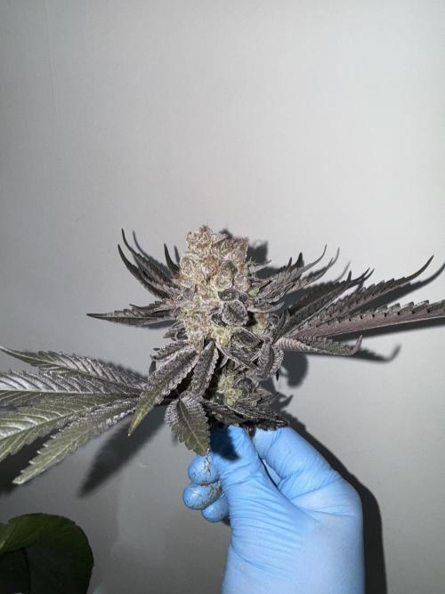 Fav dessert 🍎. Week 16