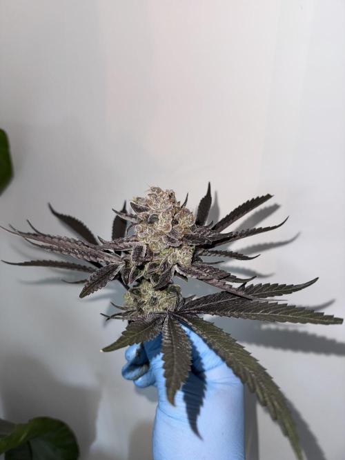 Fav dessert 🍎. Week 16