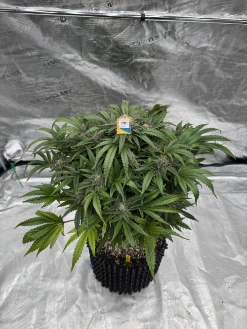 🔙 to the Future. Week 16