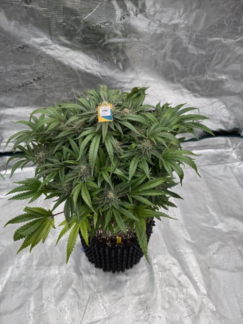 🔙 to the Future. Week 16