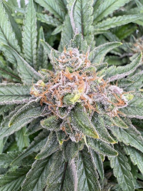 🔙 to the Future. Week 16