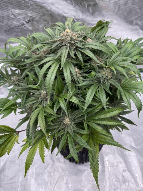 🔙 to the Future. Week 16