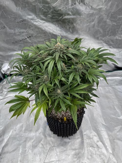 🔙 to the Future. Week 16