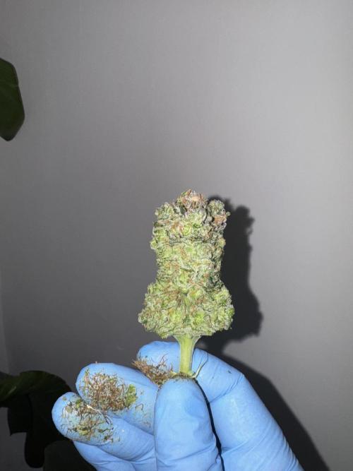 🔙 to the Future. Week 16