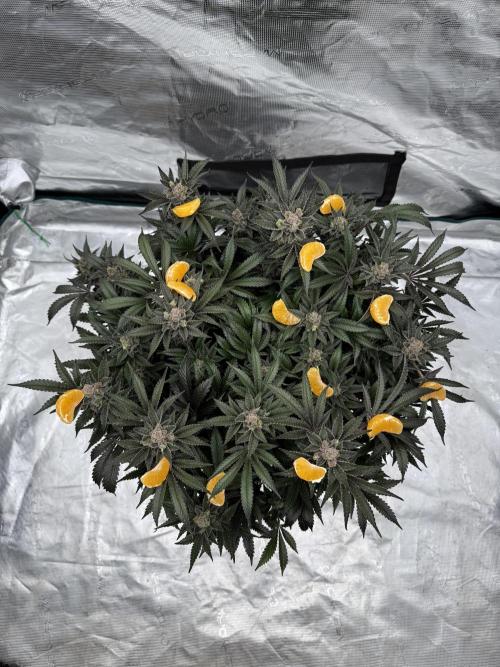 Citrus Slurpee 🍊🥤. Week 17