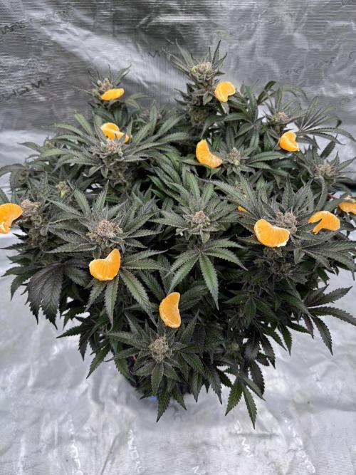 Citrus Slurpee 🍊🥤. Week 17