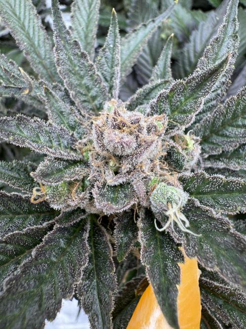 Citrus Slurpee 🍊🥤. Week 17