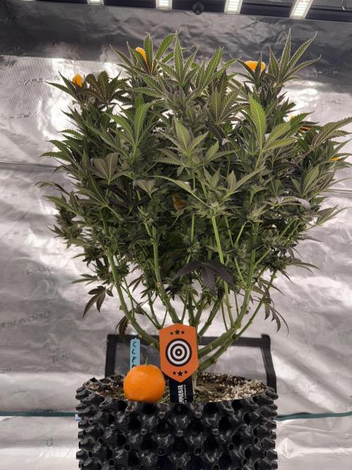 Citrus Slurpee 🍊🥤. Week 17