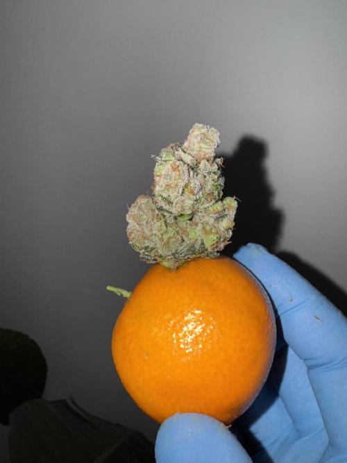 Citrus Slurpee 🍊🥤. Week 17