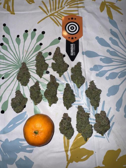 Citrus Slurpee 🍊🥤. Week 17