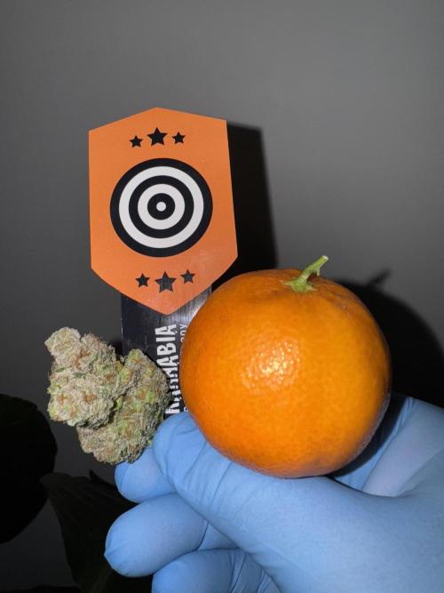 Citrus Slurpee 🍊🥤. Week 17