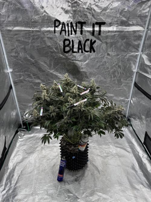 Strain of the Year 23. Week 16