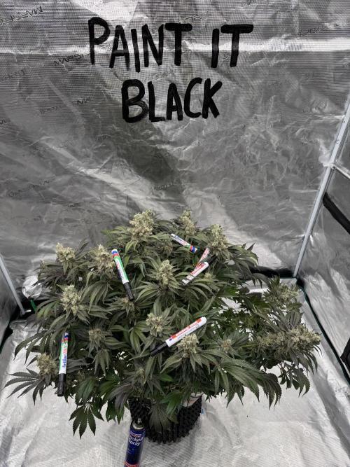 Strain of the Year 23. Week 16