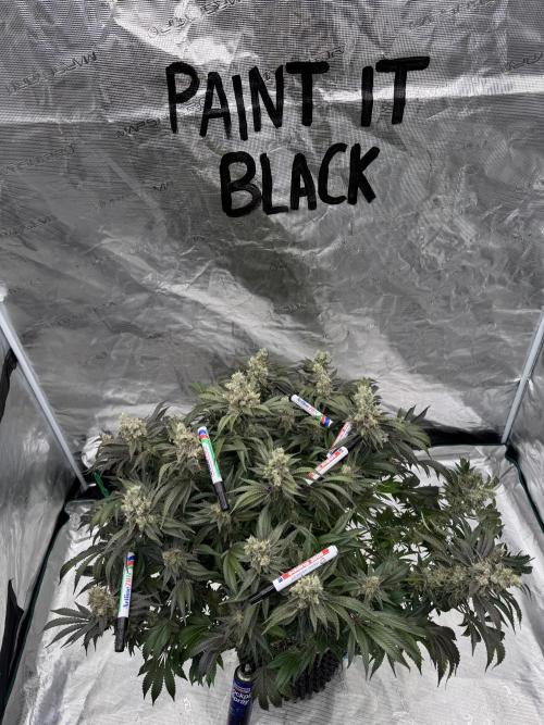 Strain of the Year 23. Week 16