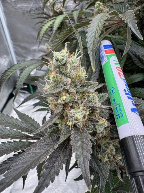 Strain of the Year 23. Week 16