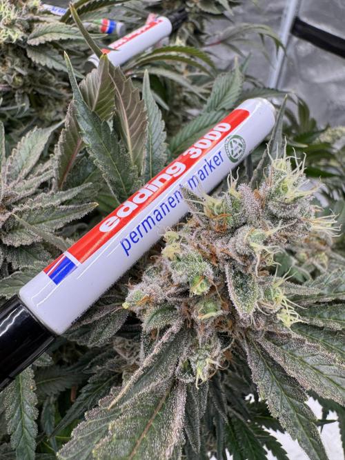 Strain of the Year 23. Week 16