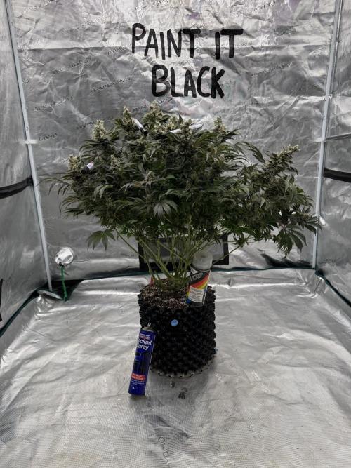 Strain of the Year 23. Week 16