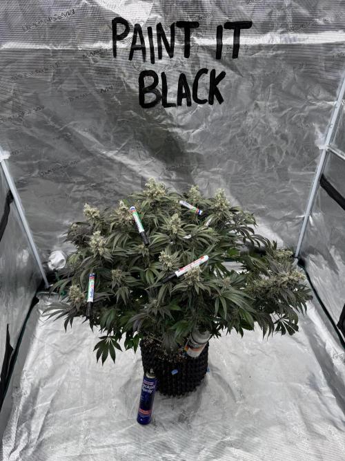 Strain of the Year 23. Week 16