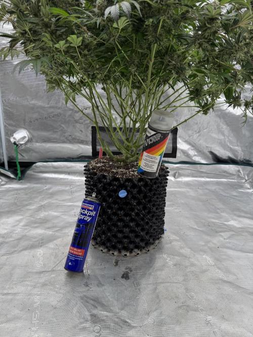 Strain of the Year 23. Week 16