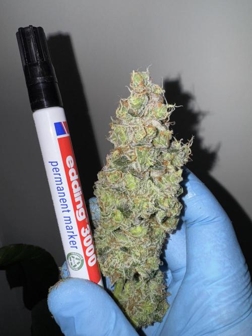 Strain of the Year 23. Week 16