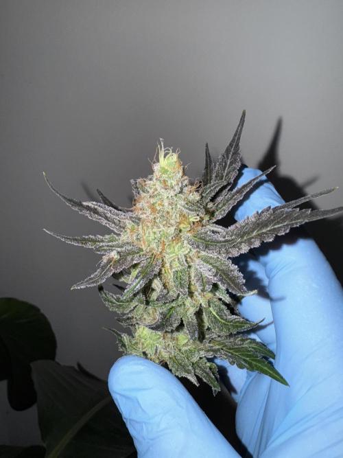 Strain of the Year 23. Week 16