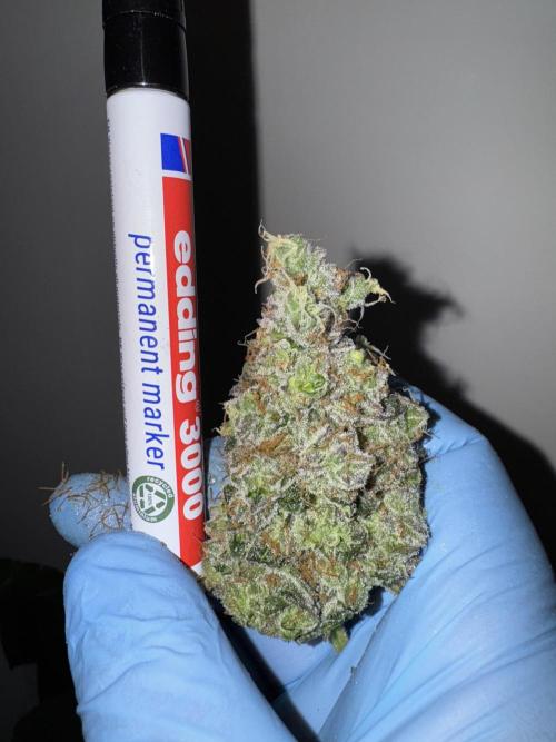 Strain of the Year 23. Week 16