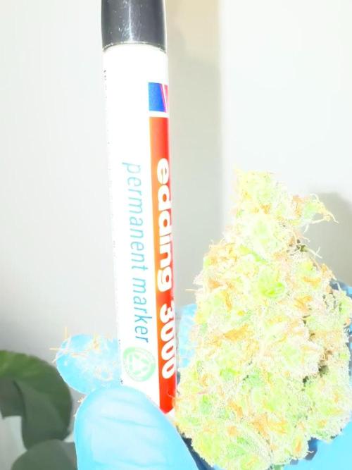 Strain of the Year 23