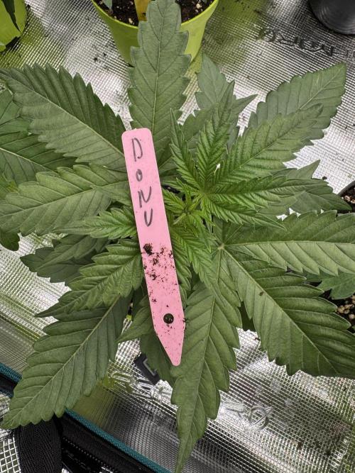 Doughnut Time 🍩. Week 2