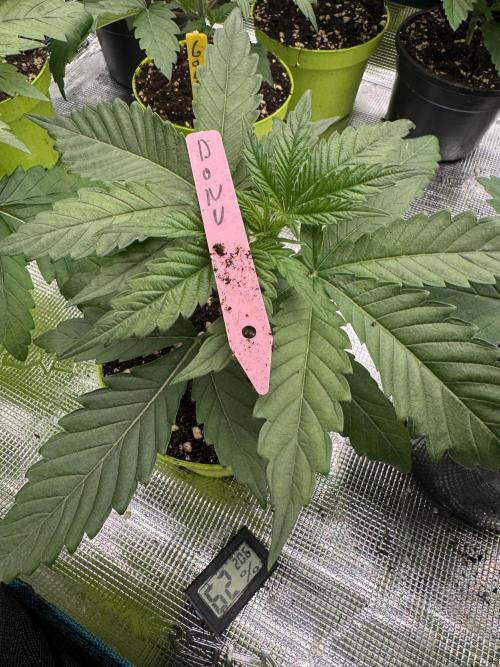 Doughnut Time 🍩. Week 2