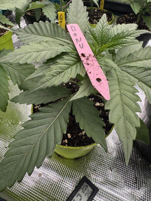 Doughnut Time 🍩. Week 2