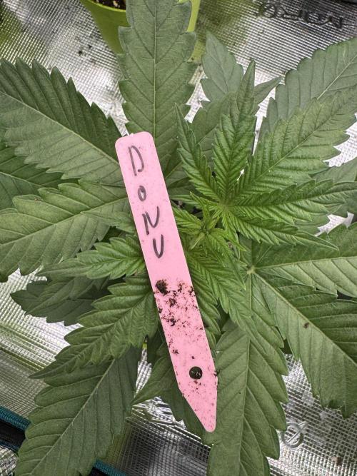 Doughnut Time 🍩. Week 2