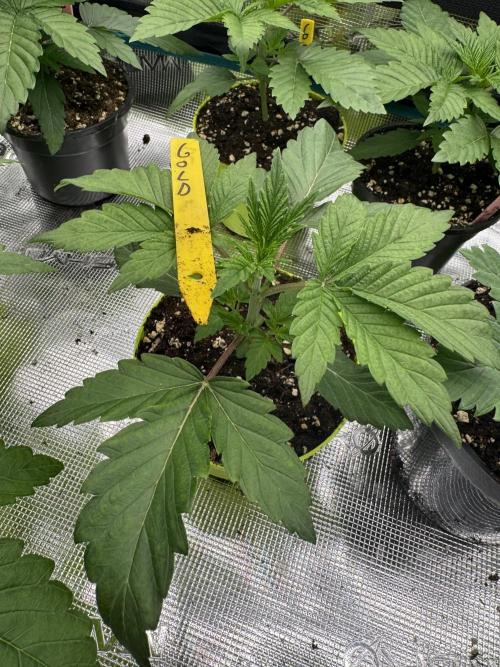 Golden sands 🏜️. Week 2