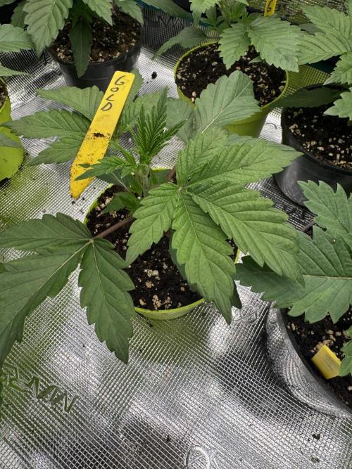 Golden sands 🏜️. Week 2