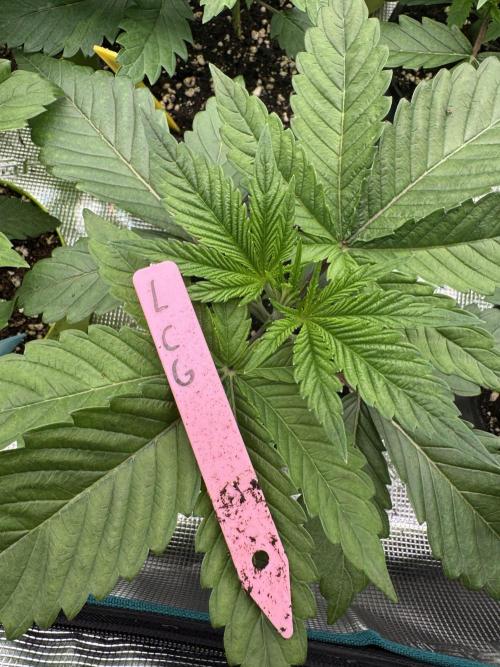 Da Valiotoro 🍦. Week 2